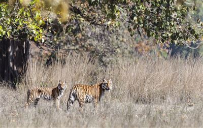 Tiger im Kanha Nationalpark